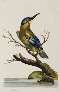 Kungsfiskare av John Pardon