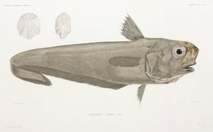 Knivfisk av John Pardon