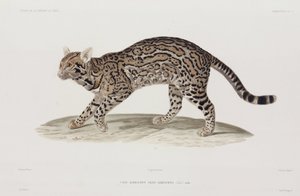 Ocelot, USA av John Pardon