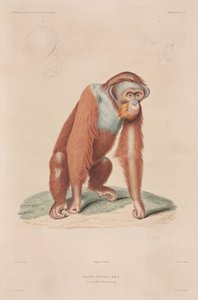 Orang-utanger, Indonesien av John Pardon