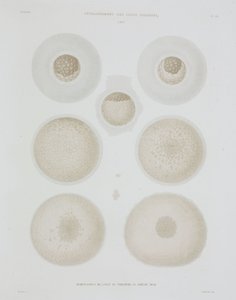 Kaninägg, c 1847-1859 av John Pardon