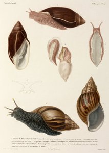 Sniglar, Nya Guinea, Madagaskar och Mauritius