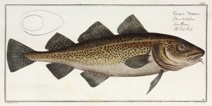 "Torskfisken" av John Pardon