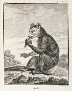 Indri - en typ av lemur, Madagaskar av John Pardon