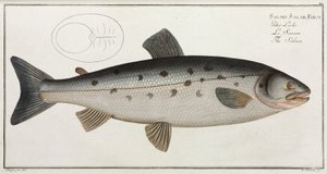 「The Salmon