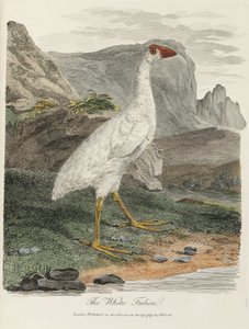"The White Fulica" av John Pardon