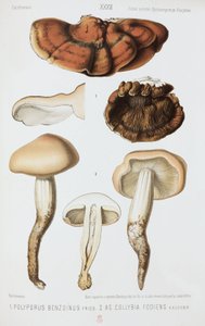 Två typer av svamp, c 1874 av John Pardon