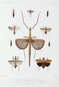 Typer av insekter, Australien, Salomonöarna och Indonesien