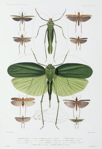 Typer av insekter, Teneriffa och Indonesien
