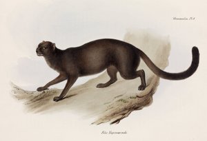 Vessel eller utterkatt, Sydamerika, c 1832-1836