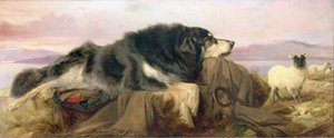 Herdens hund av Richard Ansdell