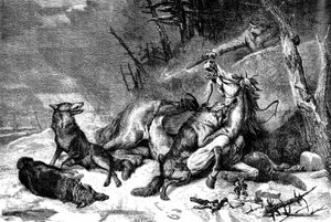Resenär till häst attackerad av en flock vargar