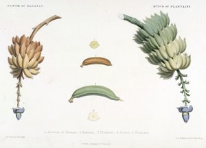 En massa bananer och groblad, illustration från "Västindiens landskap"