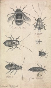 Det ödmjuka biet och insekter