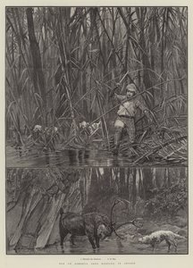 Älg- eller Sambhur-hjortjakt, i Ceylon av Richard Caton Woodville junior