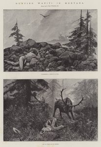 Jagar Wapiti i Montana