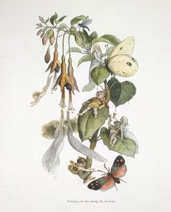 Fest och kul bland fuschiorna av Richard Doyle