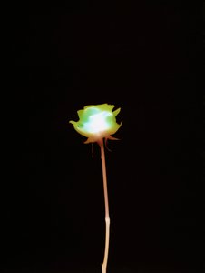 Utan titel, 2007 av Richard Green