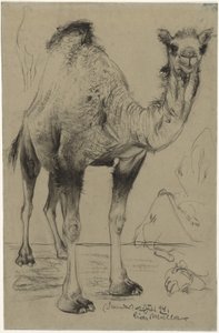 Dromedaren av Richard Muller