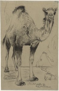 Dromedar, 1894. av Richard Muller
