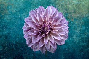 Dahlia på blågrönt av Richard Urbanski