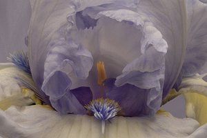 Mjuk lavendelfärgad iris