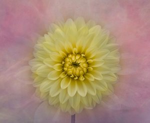 Mjuk gul dahlia i blom