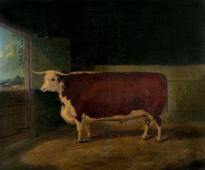 Porträtt av ett pris från Hereford Steer, 1874 av Richard Whitford