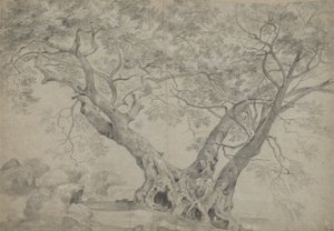 Arbra Sacra på stranden av Lake Nemi, ca 1754-56 (svartvit krita på papper) av Richard Wilson