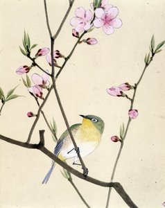 Fågel - japansk teckning av Riou Chim, sent 1800-tal av Riu Chim