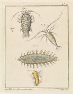 Agatvedlöss, copepod och borstmask