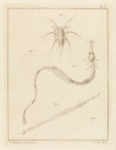 Vanlig havstulpa, stor pipfisk och en pilmaskart