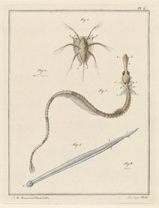 Vanlig havstulpa, pipfisk och pilmask
