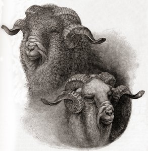 Head of Merino bagge jämfört före och efter klippning, från The Century Illustrated Monthly Magazine, publicerad 1884 av Robert Antoine Muller