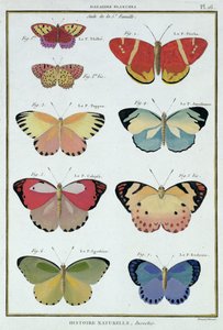 Fjärilar från "Natural History of Insects" av M. Olivier av Robert Benard