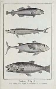 Torsk, tonfisk, lax och stör, illustration från 