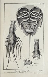 Kräftdjur, illustration från 