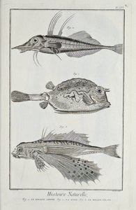 Illustration från 