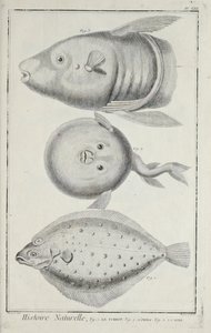 Illustration från 