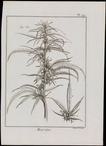 Marint diagram av blommor, ca 1810 (gravyr  etsning) av Robert Benard