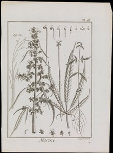 Marint diagram av blommor, ca 1810 (gravyr  etsning) av Robert Benard