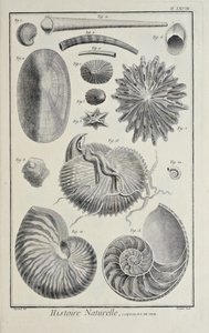 Snäckskal, illustration från 