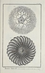 Sjöstjärnor, illustration från 