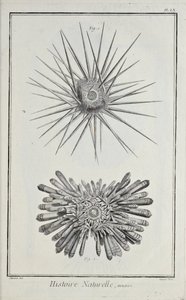 Urchins, illustration från 