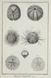 Urchins, illustration från 
