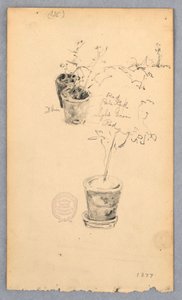 Teckning, Blomkrukor, 1877 av Robert Frederick Blum