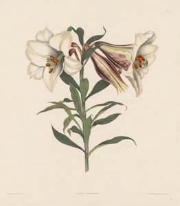 Ett urval av hexandriska växter, tillhörande den naturliga ordningen Amaryllidae..., 1831-1832. av Robert Havell