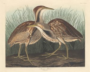 American Bittern, 1836. av Robert Havell