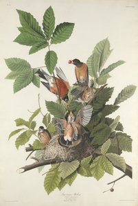 Amerikanska Robin, 1832. av Robert Havell