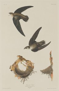 American Swift, 1833. av Robert Havell